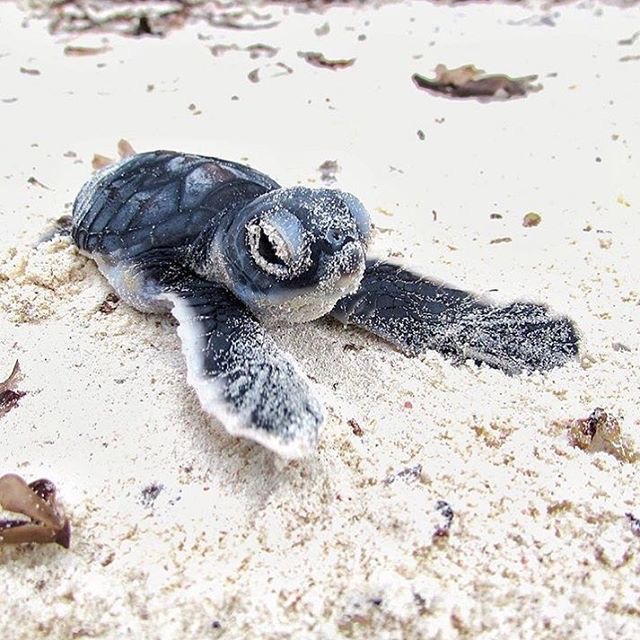 March marks the start of the sea turtle season on the Space Coast - by Florida's Space Coast Office of Tourism